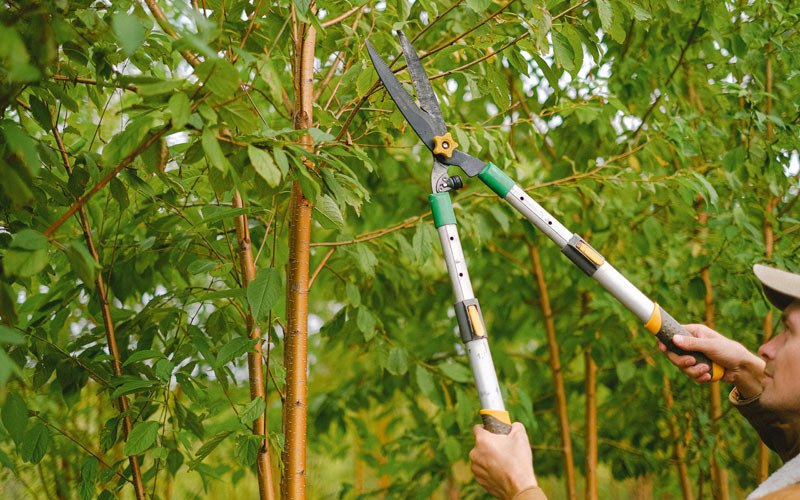 Tree trimming in Reedsport, OR